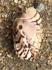 Ruditapes philippinarum