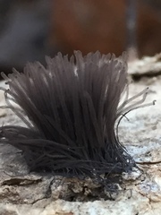 Stemonitis axifera