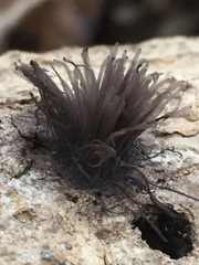 Stemonitis axifera