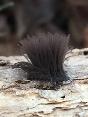 Stemonitis axifera