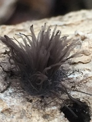 Stemonitis axifera
