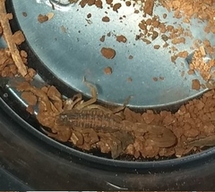 Centruroides ornatus