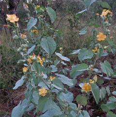 Abutilon angulatum angulatum