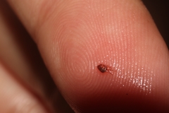 Ctenocephalides canis