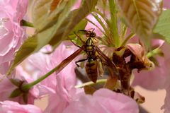 Polistes rothneyi