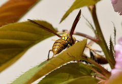 Polistes rothneyi