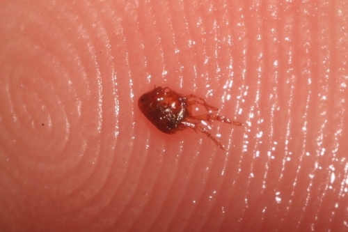 Dog flea