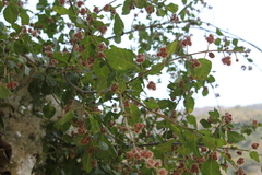 Shrubby False-Amaranth (Cryptocarpus)