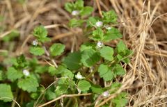 Veronica polita lilacina