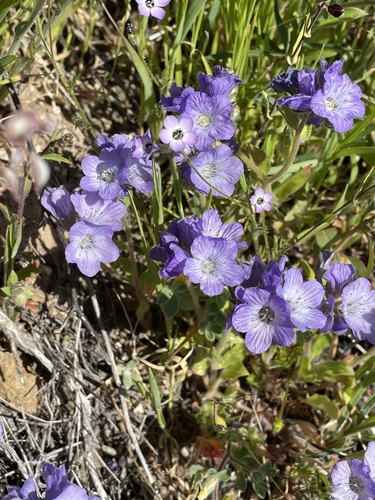 Image of Phacelia divaricata by (c) Roger Raiche, some rights reserved (CC BY)