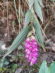 Elleanthus maculatus