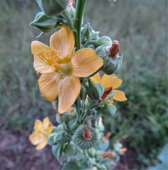 Abutilon angulatum angulatum