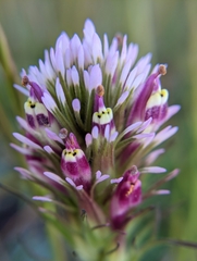 Castilleja densiflora densiflora