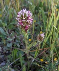Castilleja densiflora densiflora