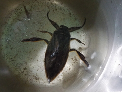 Lethocerus