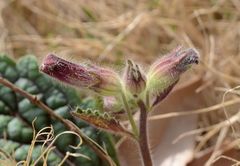 Rehmannia glutinosa