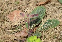 Rehmannia glutinosa