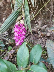 Elleanthus maculatus