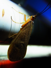 Nothopsyche pallipes