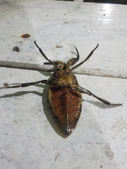 Lethocerus