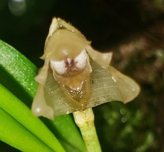 Maxillaria angustissima