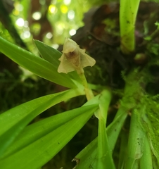 Maxillaria angustissima