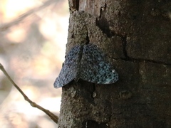 Hamadryas atlantis atlantis