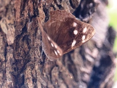 Eunica monima modesta