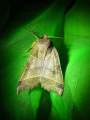 Telorta acuminata