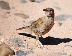 Pseudoseisura gutturalis