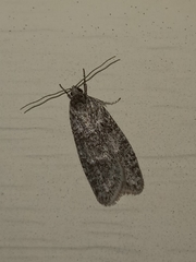 Semioscopis inornata