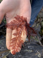 Odonthalia washingtoniensis