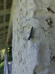 Mantoida