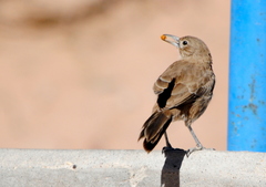 Pseudoseisura gutturalis