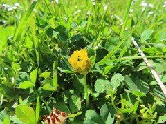 Trifolium jokerstii