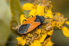 Melanopleurus inflatus