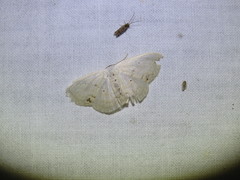 Somatina rufifascia
