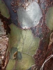 Commiphora leptophloeos