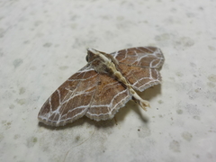 Dolichosomastis dorsilinea