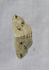 Somatina rufifascia