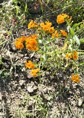 Amsinckia grandiflora