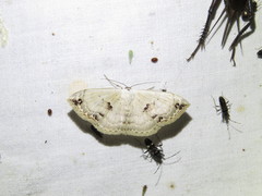 Somatina rufifascia