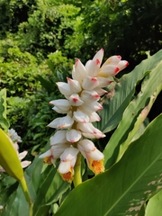 Alpinia hainanensis