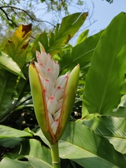 Alpinia hainanensis