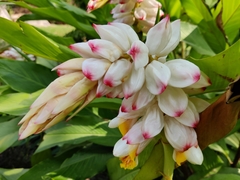 Alpinia hainanensis