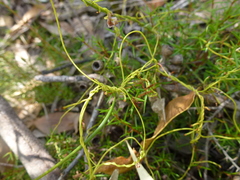 Cassytha glabella dispar