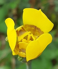 Trimezia martinicensis