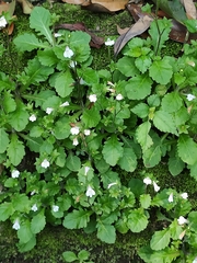 Mazus goodenifolius