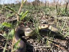 Coluber constrictor oaxaca