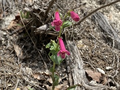 Penstemon triflorus